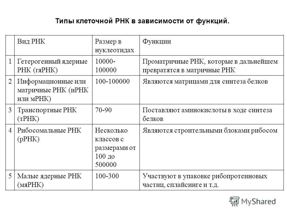 Виды рнк характеристика. РНК типы и функции. Функции и строение различных типов РНК. Основные типы РНК эукариот их строение и функции таблица. Типы РНК У эукариот.