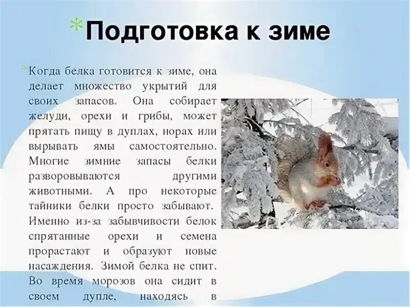 Как живет белка зимой текст 6 класс. Белки готовятся к зиме. как животные готовятся к зиме белка. как белка готовится к зиме. как зимуют белки.