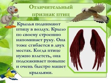 Основной признак птиц 1 класс