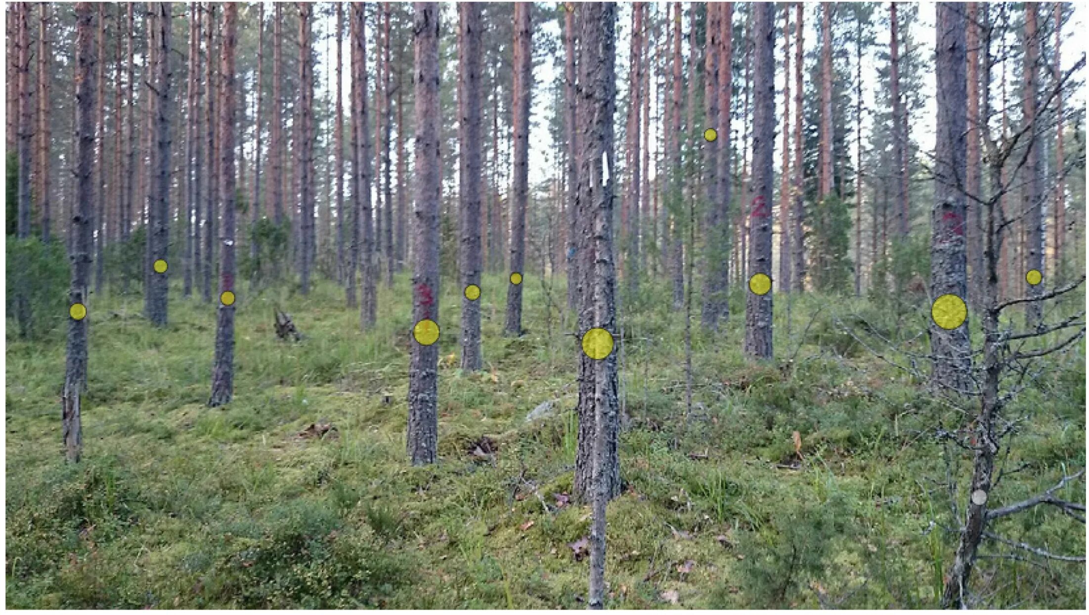 Измерение леса. Фотоскан измерение леса. Измерения леса Jass. Навигатор в лесу для измерения площади.