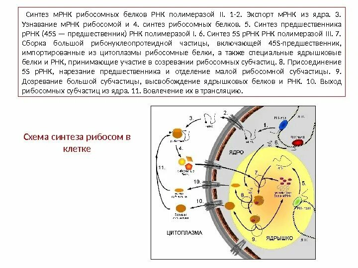 процесс биосинтеза белка. в каких клетках синтезируется белок. трансляция биология синтез белка в клетке. в каких клетках синтезируется белок. в каких клетках синтезируется белок.