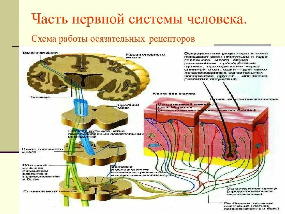 Анализатор состоит из рецепторов и проводящих. Схема рецепторов нервной системы. Двигательный анализатор с рецепторами схема. Строение рецептора человека. Рецептор (нервная система).