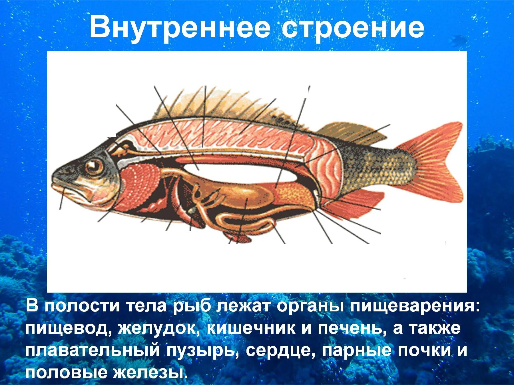 Плавательный пузырь щуки. Внутреннее строение костно ЙТ рыбы. Внутреннее строение речного окуня. Плавательный пузырь карася внутреннее строение. Внутреннееистроение рыб..