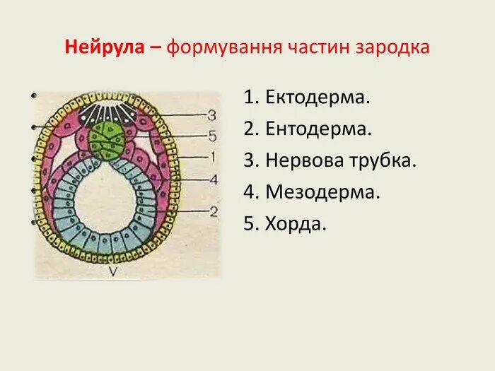 Хорда мезодерма