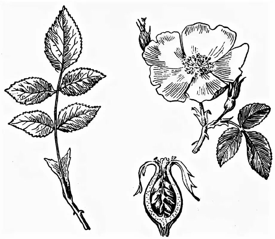 Плоды розоцветных шиповник. Шиповник Майский побеги. Семейство Розоцветные шиповник. Семейства ботаника