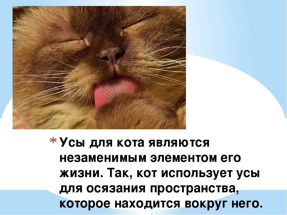 Почему у кота опущены усы. Зачем кошке усы. вибриссы. усы вибриссы у кошек.