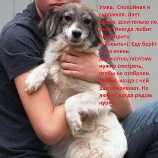 Тексты отдам щенков