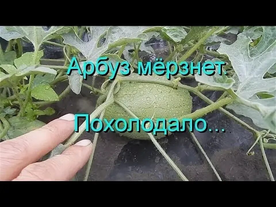 Подвой для дыни арбуза. Китайский подвой для арбуза. семена подвоя для дыни из китая. подвой для дыни алиэкспресс. купить подвой для арбузов и дынь.