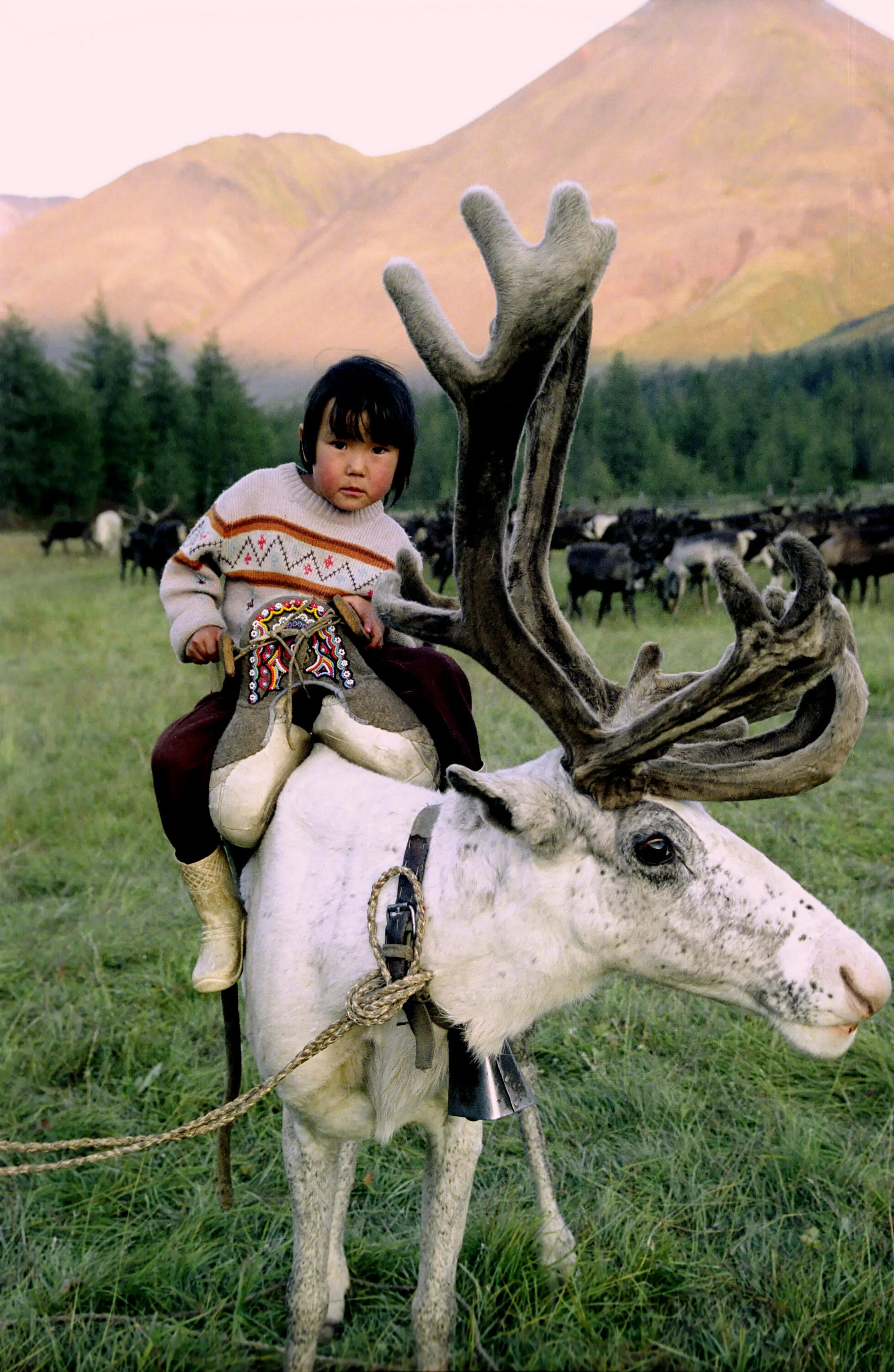 Эвенов какое животное. Амгинско ленские якуты. Эвенков забайкалья оленеводство. Эвенов какое животное. Новая чара эвенки.