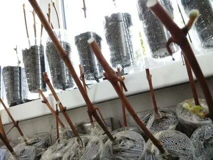 Как посадить черенки винограда осенью