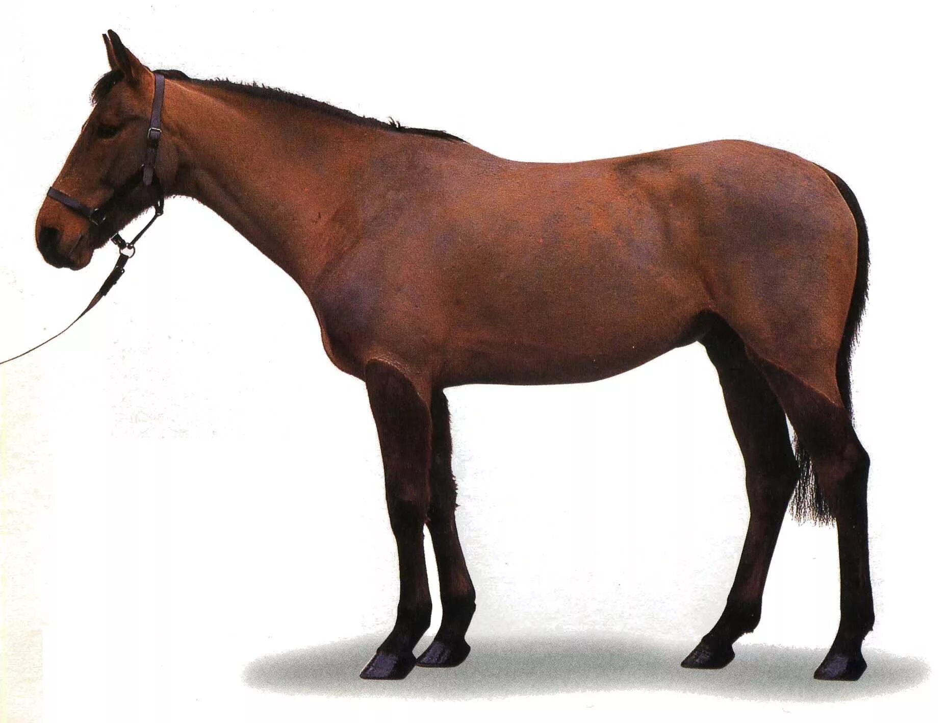 Кабардинская лошадь форма головы. Кабардинская порода лошадей. Гнедые лошади Кабардинской породы. Кабардинец лошадь порода. Кабардинская гнедая.