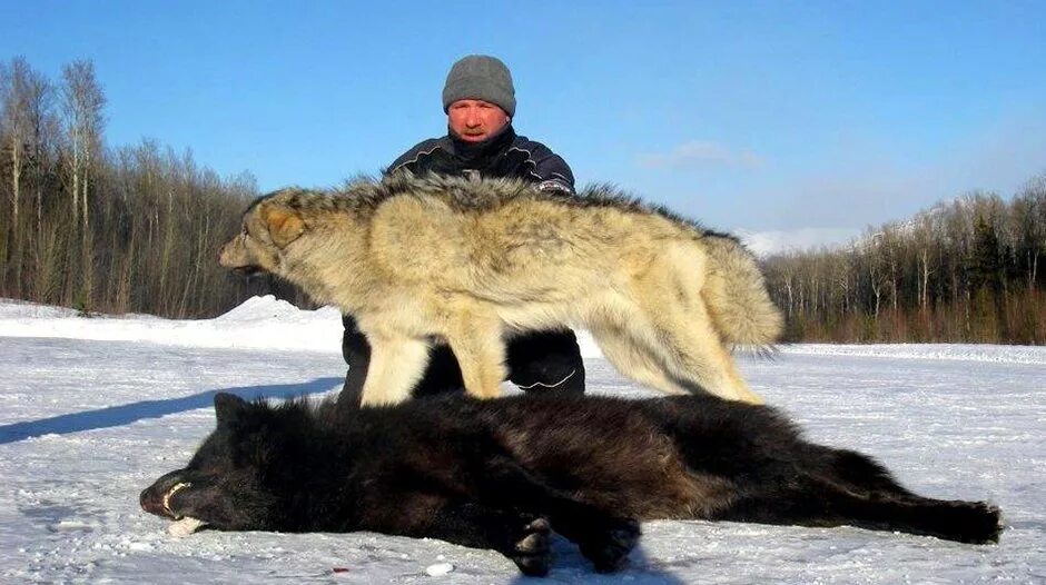 Самой большой волк в мире. Самый крупный волк в мире. Самый большой Полярный волк.