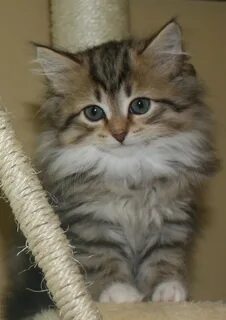 Кошка кот котенок сибирская