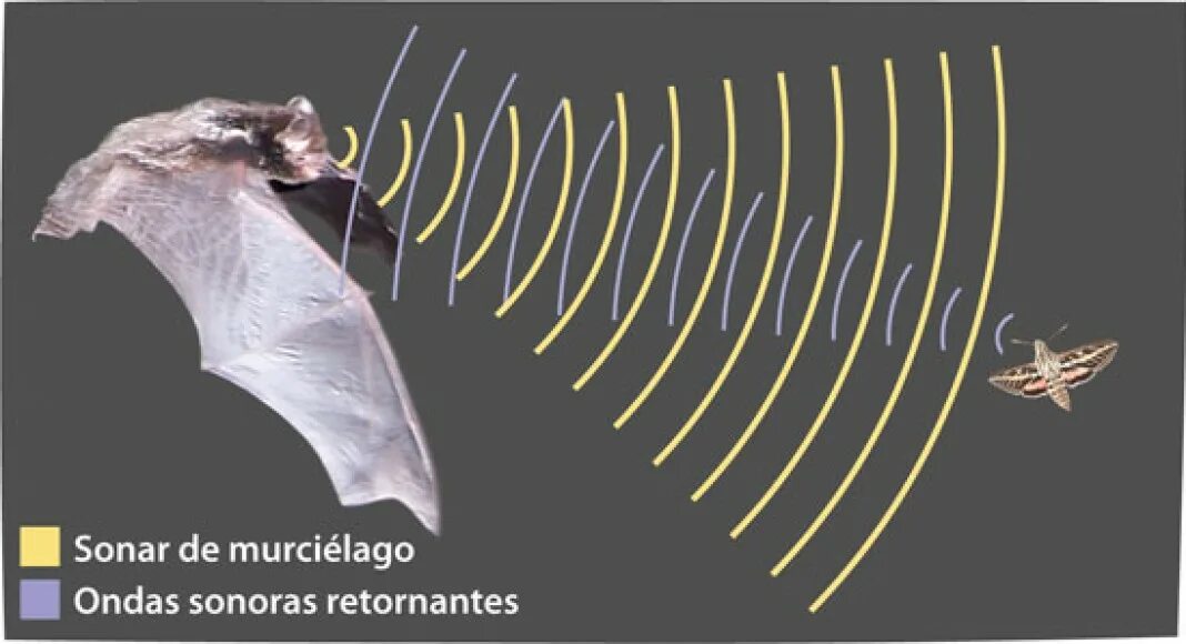 Ультразвук в эхолокации. Эхолокация летучих мышей. Летучая мышь ультразвук. Эхолокация у грызунов. Инфразвук и животные