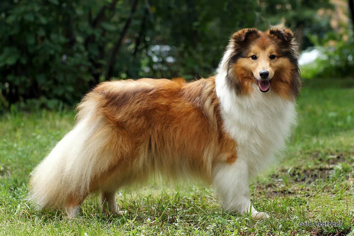 шелти питомник. шелти питомник. шелти. из графского поместья питомник шелти. шелти щенки.