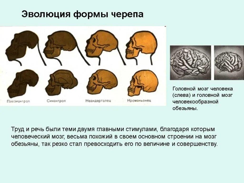 Объем головного мозга. Эволюция головного мозга человека. процесс эволюции головного мозга человека. эволюция черепа человека.