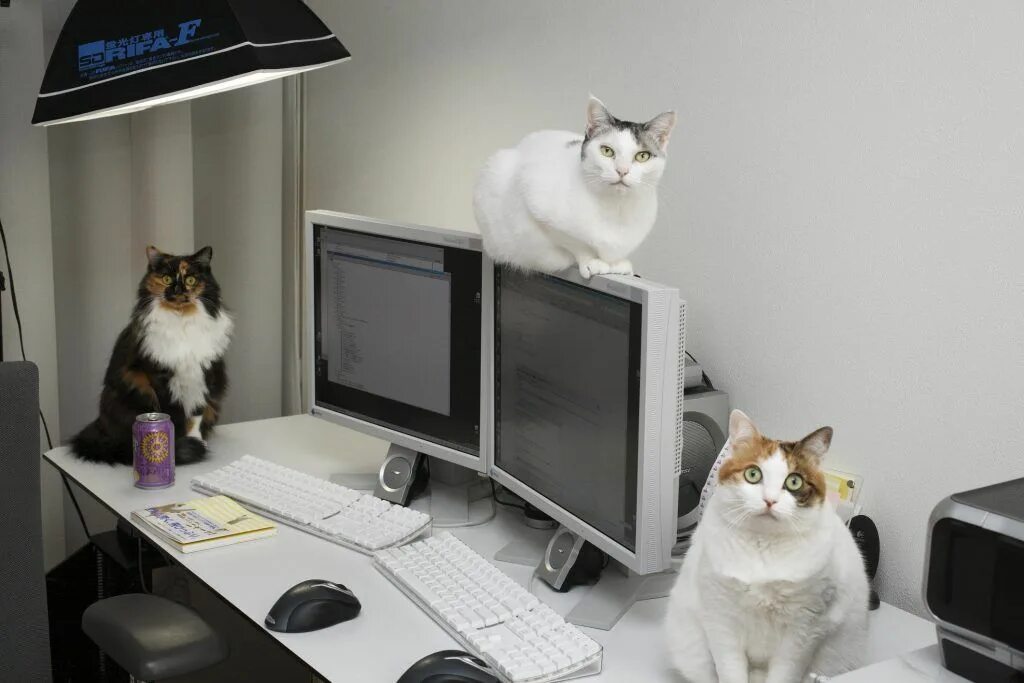Cat work