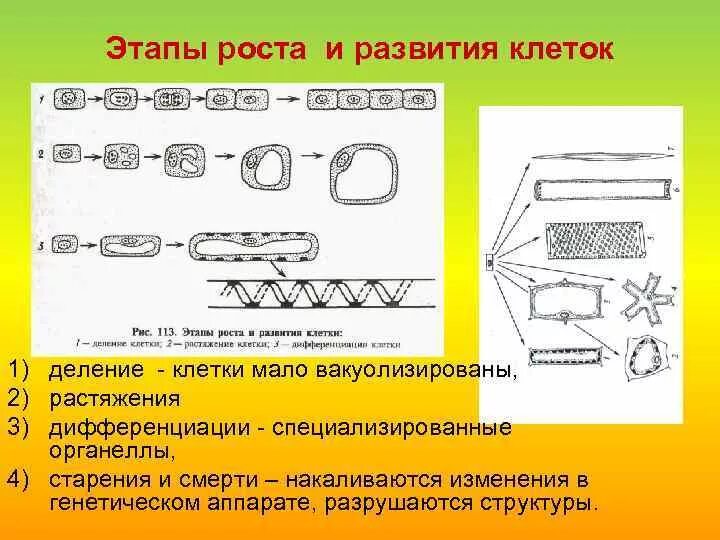 Фазы развития клетки. Фазы роста клеток растений. Этапы развития клетки растений. Этапы роста клетки. Стадии развития растительной клетки.