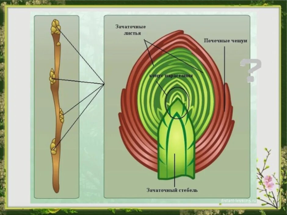 Нарастание листа. Строение вегетативной почки растения. Строение вегетативной почки дуба. Строение листовой почки. Строение вегетативной и генеративной почки.