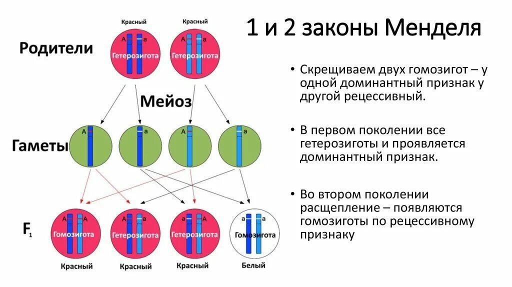 Гомозигота и гетерозигота это. Гомозигота по рецессивному признаку. Гетерозигота и рецессивная гомозигота. Законы Менделя 2 закон. Гетерозигота что это