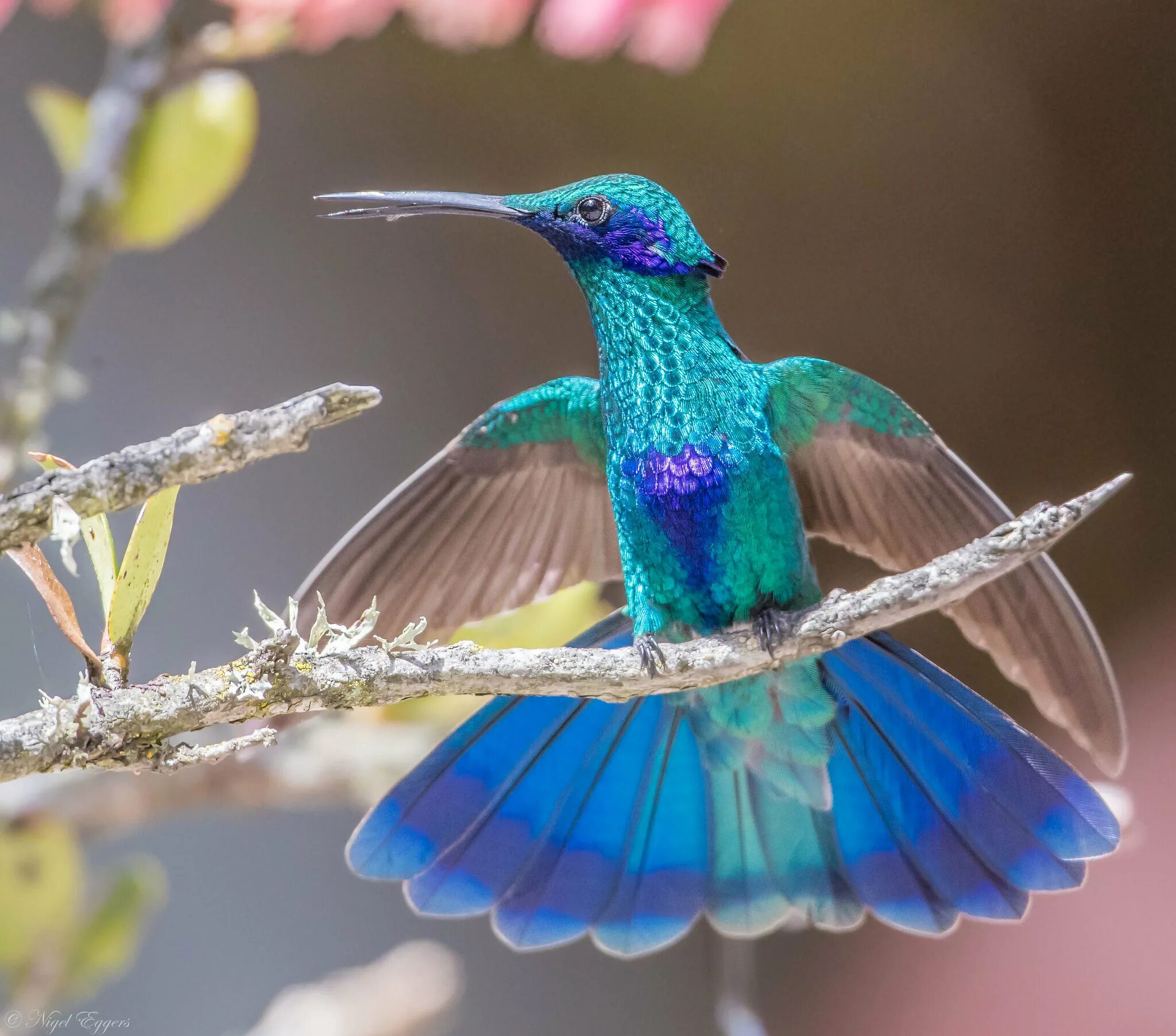 Colibri clean. Винногорлая Колибри. Эквадор Колибри. Колибри Флорида. Сверкающий Колибри.