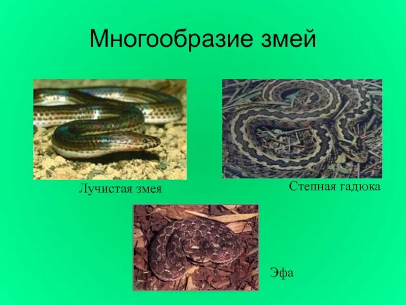 Многообразие змей. Змеи названия. Змеи разнообразие. Пресмыкающиеся змеи названия. Змеи биология 7 класс