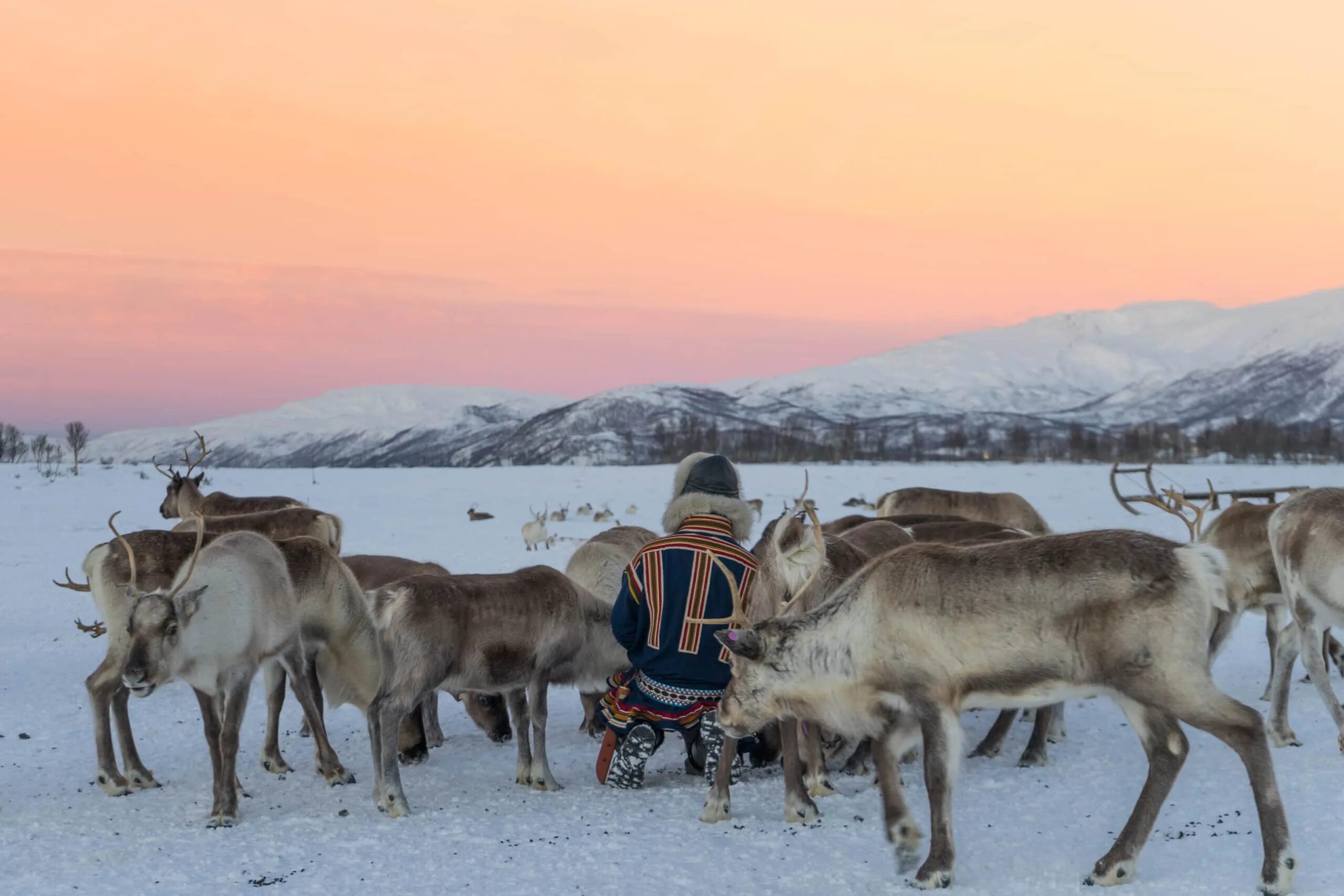 Верблюды северные олени. Оленеводы Чукотки. Северный олень в Арктике. Жители Арктики. Занятия населения арктических пустынь.