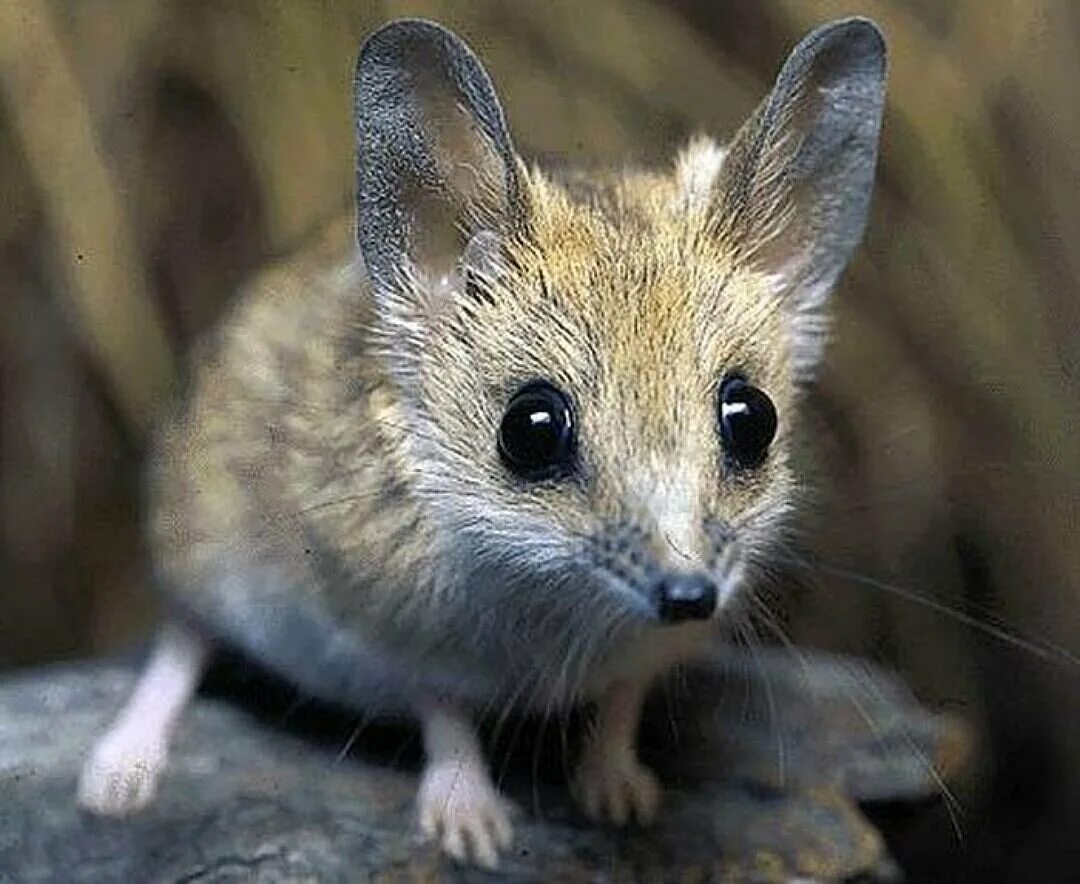 Животные похожие на мышь. Болотная сумчатая мышь. Сумчатый тушканчик. Гребнехвостая сумчатая мышь. Австралийская сумчатая мышь.