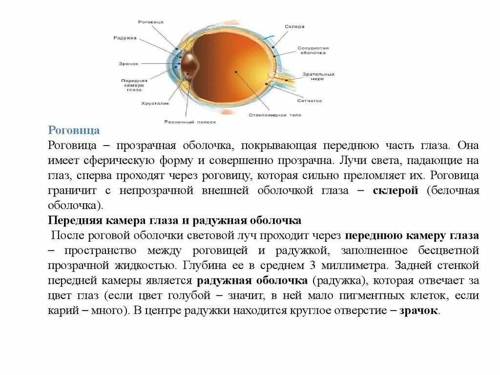 Рассмотрите белочную оболочку определите ее цвет. Роговица это передняя прозрачная часть. Наружная оболочка глаза. Прозрачная оболочка глаза. Роговица наружная оболочка глаза.