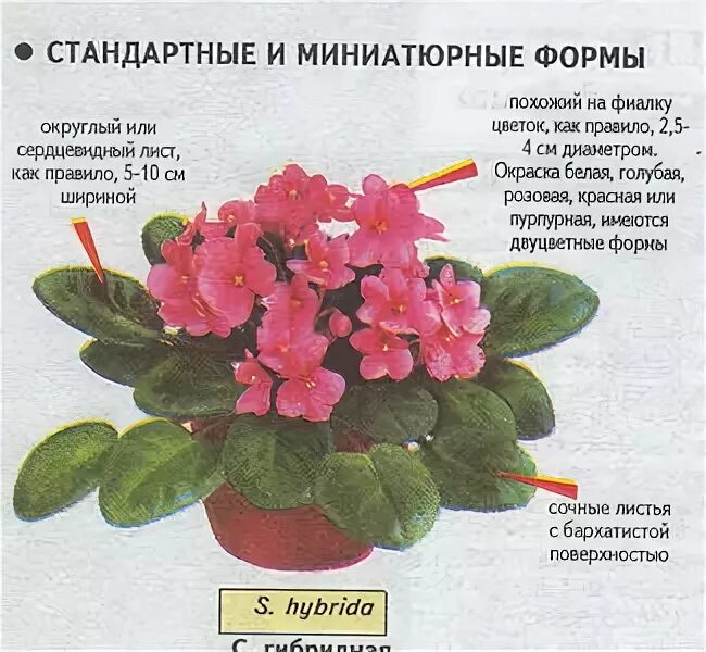 Фиалка внешнее строение. Строение сенполии. строение фиалки. сенполия строение. внутреннее строение фиалки.