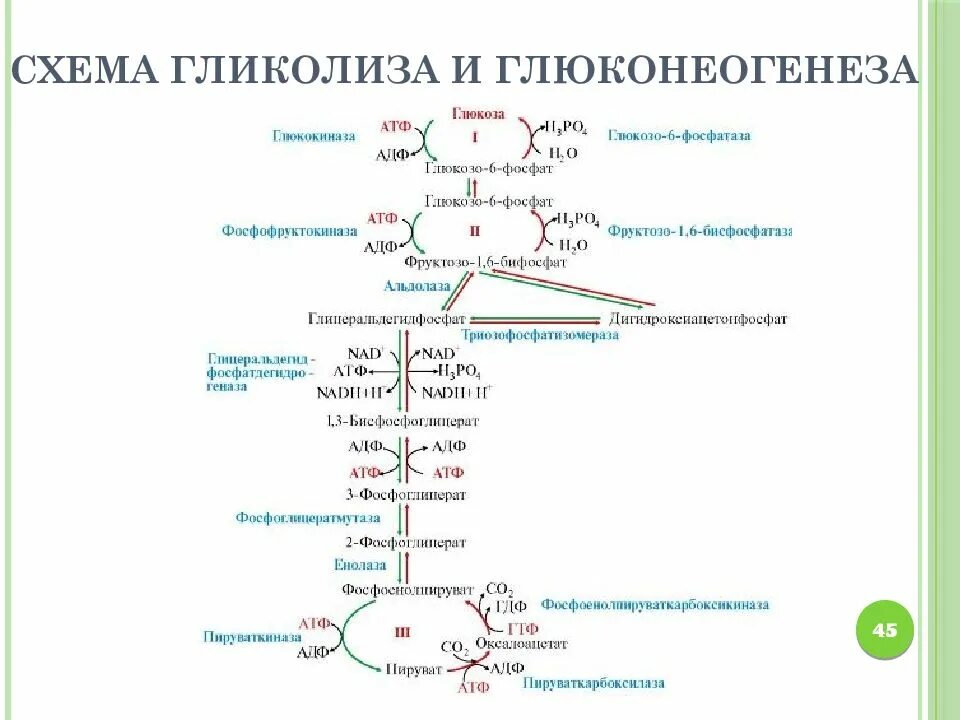 Образование атф гликолиз. Синтез Глюкозы - глюконеогенез. Схема глюконеогенеза биохимия. Гликолиз схема с ферментами. Глюконеогенез биохимия с ферментами.