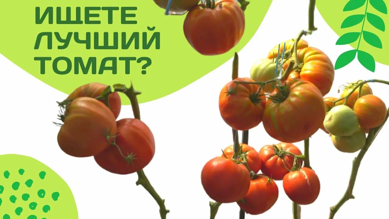 Сорта томатов коктебель