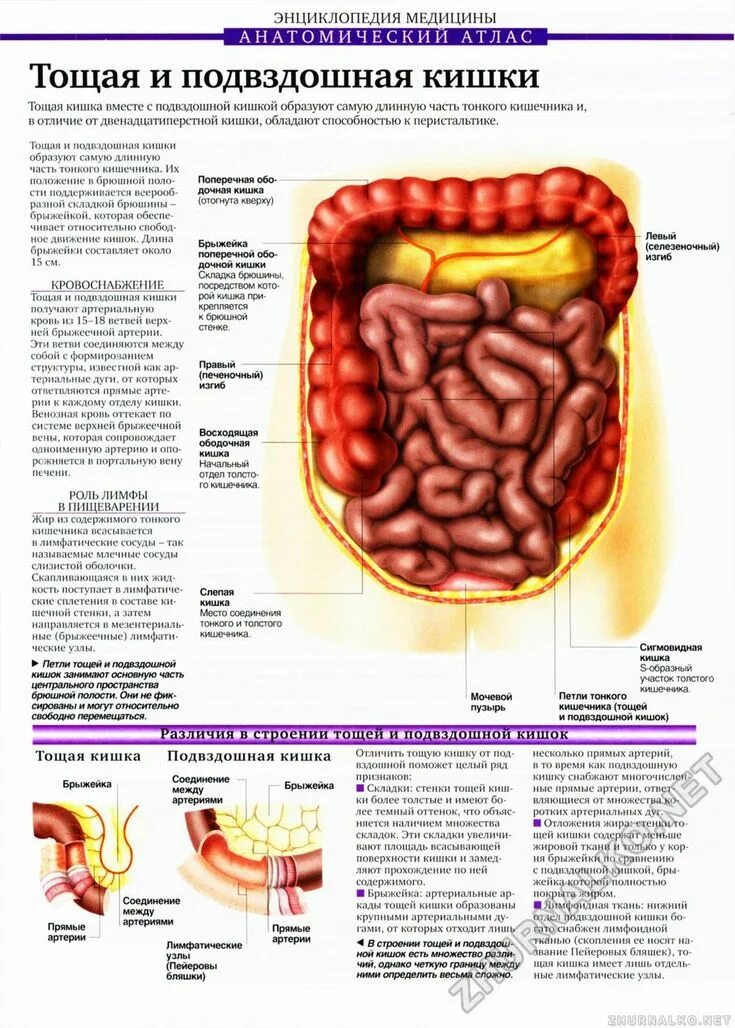 Тощая кишка. Функции тощей и подвздошной кишок. Подвздошная кишка атлас. Тощая и подвздошная кишка анатомия. Тощая и подвздошная кишка строение.