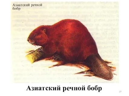 Азиатские речные бобры