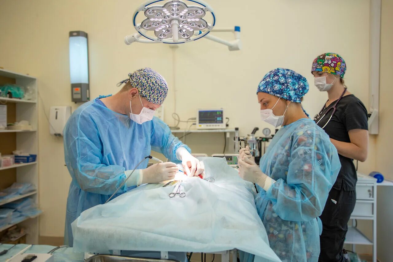 добровет обнинск ветклиника. ветклиника печатники. омулевского 22 ветеринарная клиника. клиника добровет тверь. добровет ветеринарная клиника иркутск на омулевского.