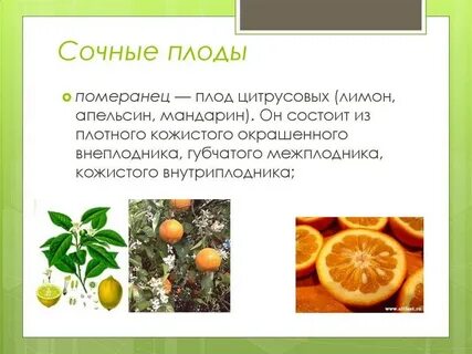 Виды цитрусовых плодов