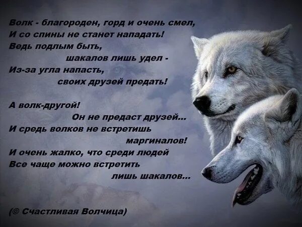 Стих про волка. Высказывания о волках. Цитаты волка про любовь. Красивые слова про волка. Текст волк и собака