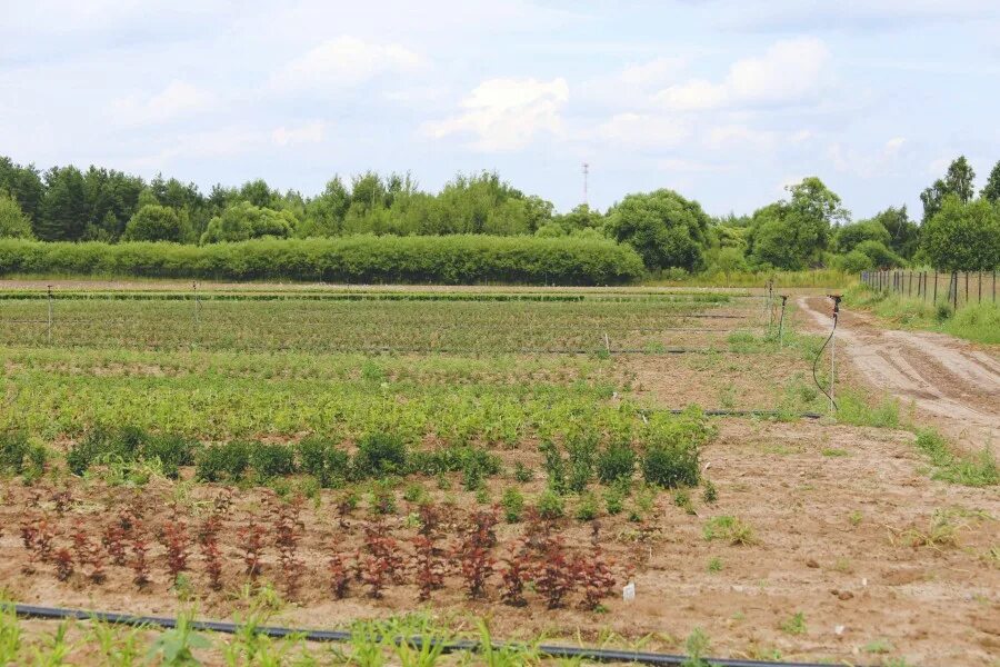 Поле 5 гектар. Картофельное поле 1 гектар. 5 Гектаров огород. Огороды 1.5 гектара.