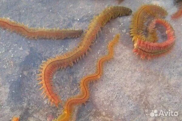 Морской червь размер. Лиманский червь нереис.