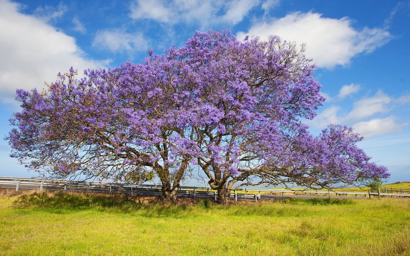 Цветущие деревья фото с названиями. Павловния жакаранда. Жакаранда дерево. Фиалковое дерево жакаранда. Жакаранда цветет.