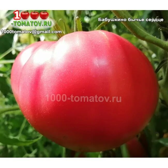 самые крупные томаты бычье сердце. бычье сердце бабушкино сорт томатов. бабушкино бычье сердце. бычье сердце бабушкино сорт томатов. бабушкино бычье сердце.