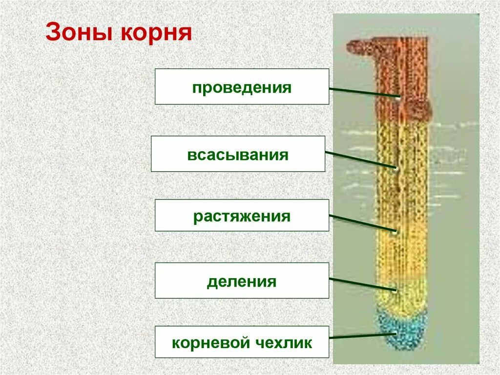 Установите последовательность роста корня. Корневой чехлик зона деления. Зона корня корневой чехлик зона деления зона. Зоны корня у растений 6 класс биология. Зоны деления корня корневой чехлик.