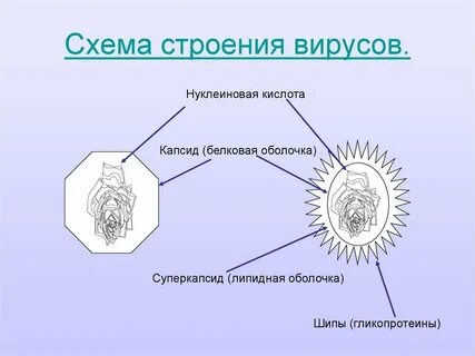 Зарисуйте строение простого и сложного вируса