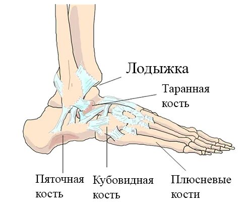 Нога человека щиколотка. Строение ноги голень лодыжка. Строение человека скелет лодыжка. Схема лодыжка голень.