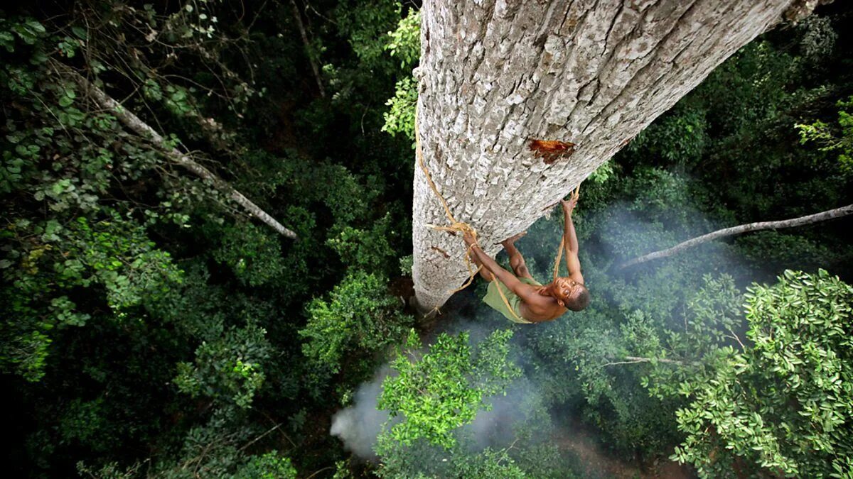 The monkeys always climb trees