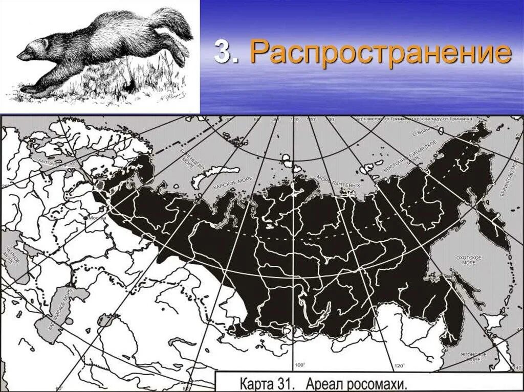 Росомаха ареал обитания в России. Ареал обитания шиншилл. Ареал обитания Росомахи на карте. Ареал Росомахи в России.