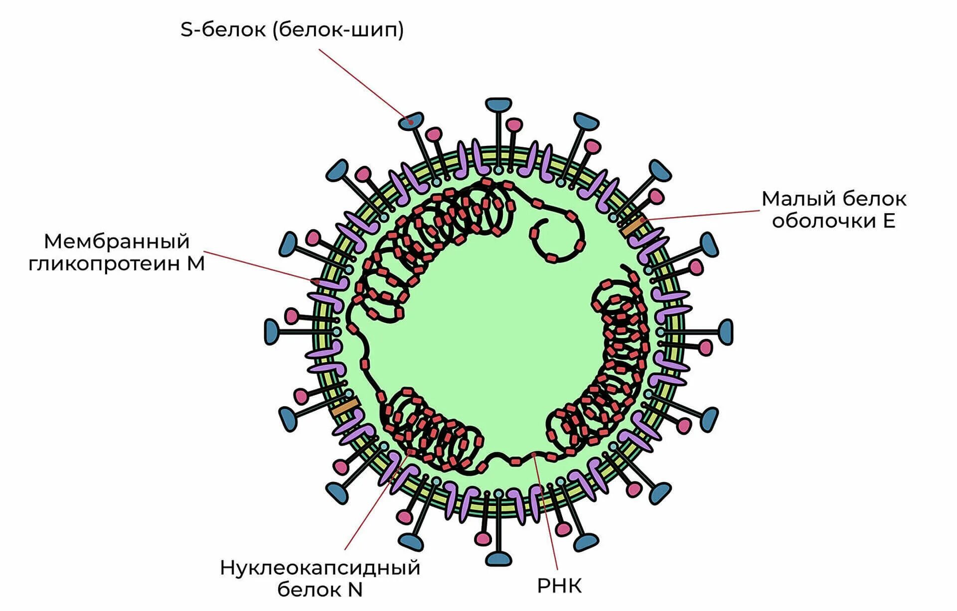 Коронавирус презентация. Коронавирус возбудитель заболевания. Коронавирус микробиология строение. Коронавирусная инфекция. Тип коронавируса.
