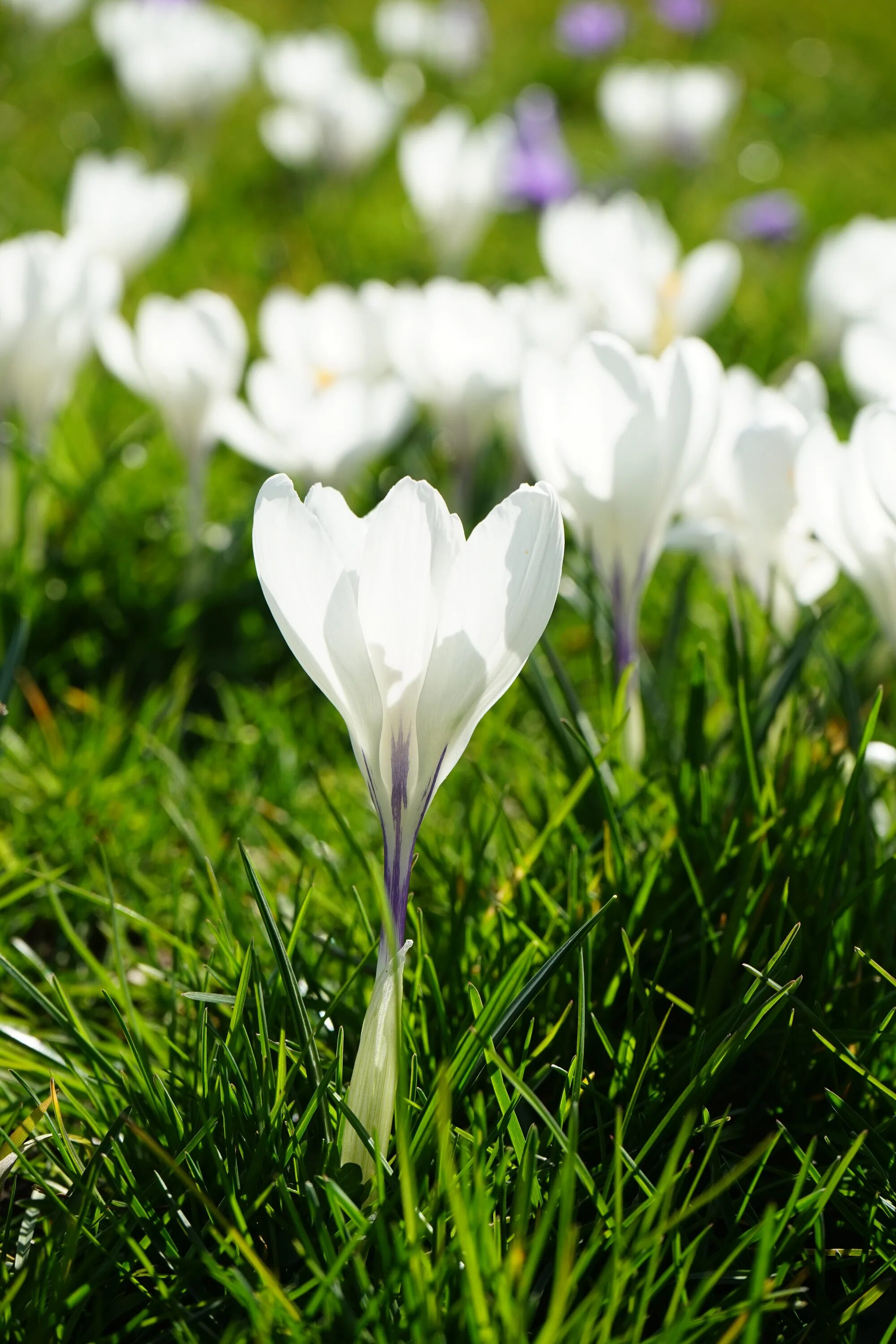 White spring. Крокус Уайт. Крокус цветок белый. Растение белые крокусы. Крокус весенний белый.