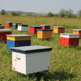 Пчелы пермский край