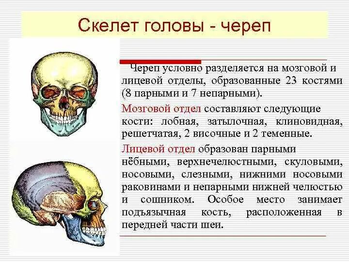 Скелет головы мозговой отдел кости. Кости черепа мозговой отдел и лицевой отдел. Скелет головы череп мозговой и лицевой отделы. Скелет черепа лицевой отдел мозговой отдел. Отдел скелета череп особенности строения функции